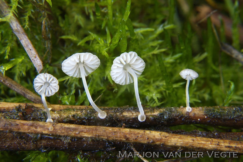 Schijfsteelmycena - Mycena stylobates